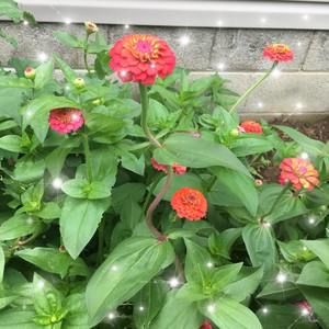 Meet your Posher, Suzanne